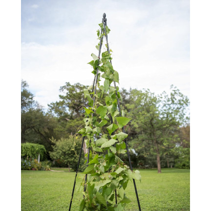 Obelisk Garden Pergola, Support for Climbing Plants, Decorative Tip, 180 cm