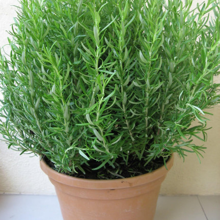 Z3028 ROZMARÝN AROMATICKÁ BYLINA SEMENA TRVALKA 0,1G