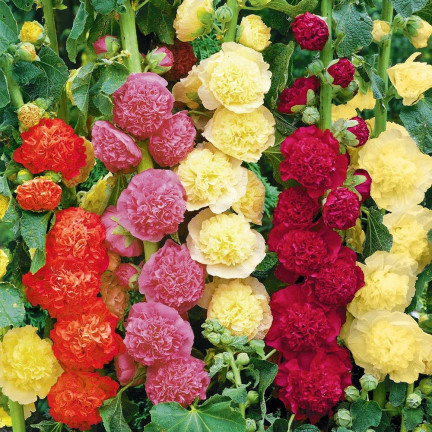 R2825 GARTENMALVE VOLLMISCHUNG 1G MALVENSAMEN