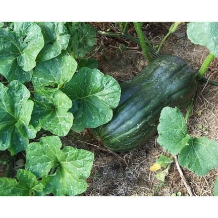 W1245 DÝNĚ MÁSLOVÁ CUCURBITA MOSCHATA JEMNÁ PŘÍCHUŤ DÝŇOVÁ SEMÍNKA 5G