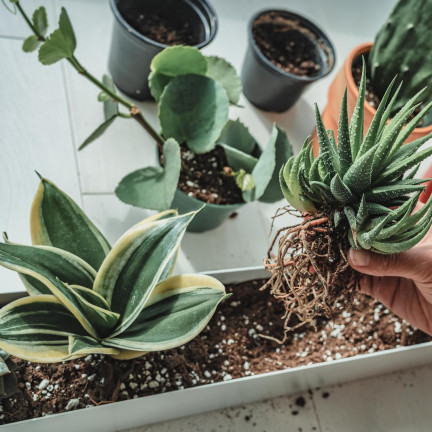 BIO15 BIO-UNIVERSALERDE FÜR BLUMEN PFLANZEN 10L MIT DÜNGER