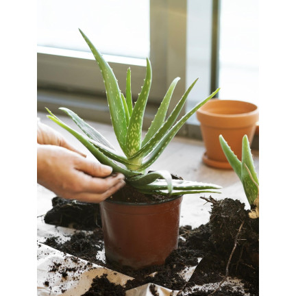 BIO10 ZEMINA PRO KAKTUSY A SUKULENTY ALOE VERA PROPUSTNÁ 5L