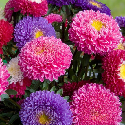 R0371 ZWERG-ASTER-MIX 1G SAMEN SAATGUT-MIX ASTRA FÜR BLUMENBEETE