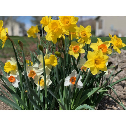 BULB8 NARZISSEN GROSSPACKUNG MIX BLUMENZWIEBELN BLUMENZWIEBELN