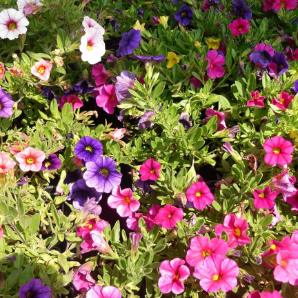 R7325 PETÚNIE ZÁVĚSNÁ BALKONOVÁ SMĚS 0,3 G SEMEN BALKONOVÁ SMĚS PETÚNIÍ