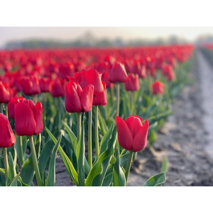 CEB12 TULIPAN CEBULKI TULIPANÓW CEBULKA KWIATÓW czerwone 