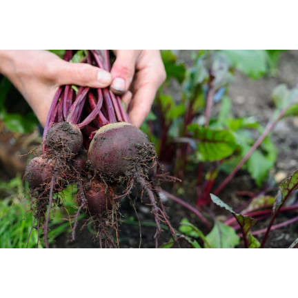 T8001 ROTE BETE AUF BAND ROTE KUGEL SAATBAND ROTE BETE SAMEN 6M