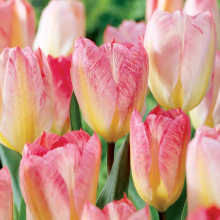 CEB4 TULIP FLAMINGO PURISSIMA BLUMENZWIEBEL 50 STÜCK.
