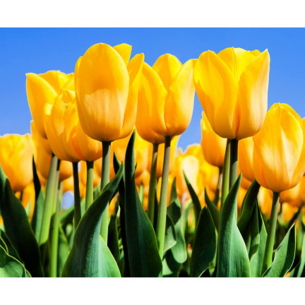 CEB7 TULPE GELB ENGEL BLUME ZWIEBEL 50PCS.