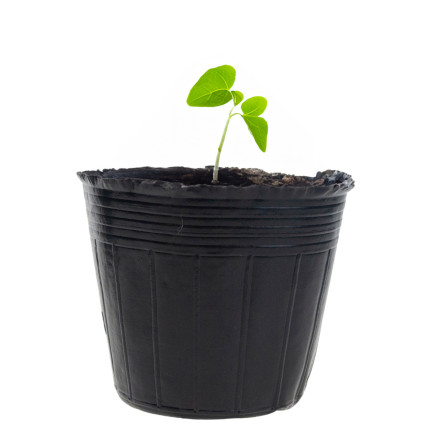 TG70299 Seedling Pots, 6 × 6 cm, 10 pcs