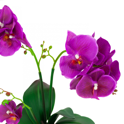 CV10855-MIX GUMMED ORCHID in Topfmischung