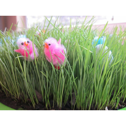 R3365 VELIKONOČNÍ DEKORACE Z OVESNÝCH SEMÍNEK DEKORACE NA VELIKONOČNÍ STŮL 30G