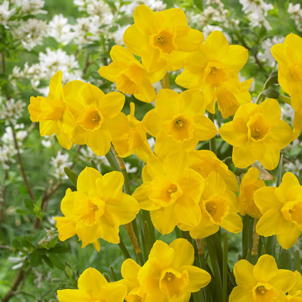 CEB9 NARZISSE NARZISSE SÜSSE BLUMENZWIEBEL BLUMENZWIEBELN