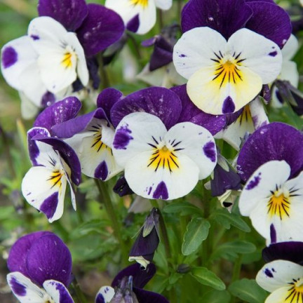 R9985 HORNVIOLETT DREIFARBIG JOHNY JUMP UP 0.3G SAMEN