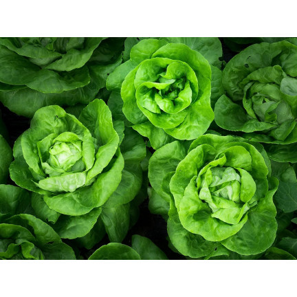 W1217 KOPFSALAT KÖNIGIN DES MAI FRÜHE FESTE SALATSAMEN 2G