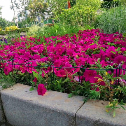 TG77641 Ringstütze, Metallstütze, Blumenpflanzenstütze, 60cm 2Stk.