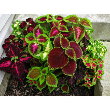 R6663 KOLEUS KOPŘIVA 0,2G KVĚTOVÁ SEMENA DUHOVÁ SMĚS SMĚS