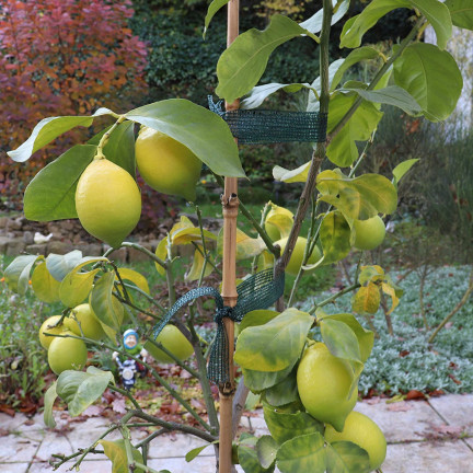 Gartenbauband für pflanzenstützen bäume sträucher kletterpflanzen 3m grün
