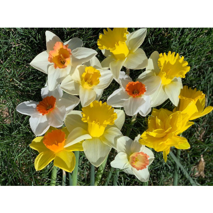 BULB8 NARZISSEN GROSSPACKUNG MIX BLUMENZWIEBELN BLUMENZWIEBELN