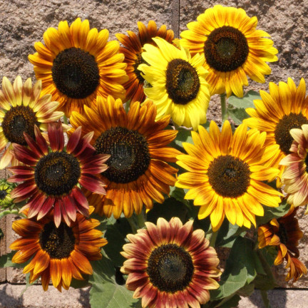 R4232 Ornamental Sunflower Mix (multi-stemmed), 2 g seeds, annual honey plant