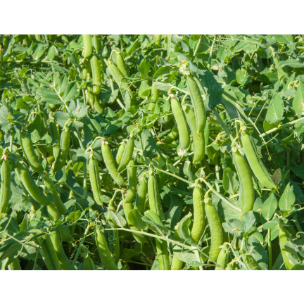 W1062 ZUCKERERBSEN AMBROSIA FRÜHE ERBSEN SAMEN PRODUKTIV 50G
