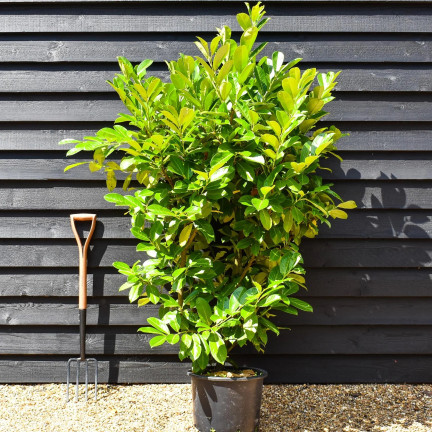 SUM76 Fertilizer for cherry laurel, multi-component fertilizer for shrubs and hedges, 1 kg