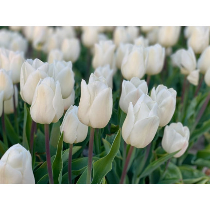 CEB17 TULIPAN CEBULKI TULIPANÓW CEBULKA KWIATÓW BIAŁE WHITE MARVEL 50SZT