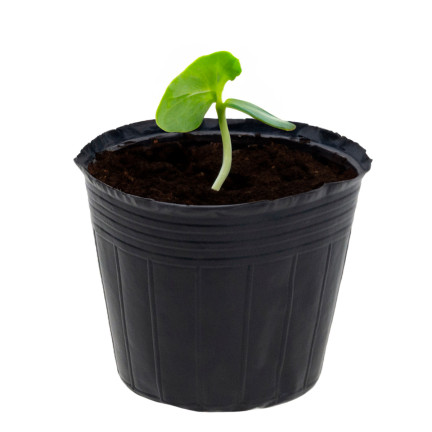 TG70299 Seedling Pots, 6 × 6 cm, 10 pcs