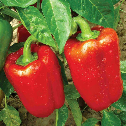 W1135 KALIFORNIEN WUNDER ROTE SÜSSE SALATPAPRIKA SAMEN 0.5G