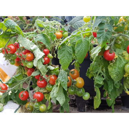 W5222 KIRSCHTOMATEN BAJAJA 0.3G TOMATENSAMEN KIRSCHTOMATEN FÜR DEN BALKON