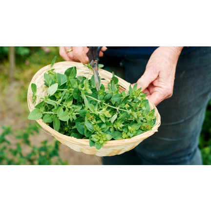 Z3026 OREGANO OREGANO BYLINNÁ SEMENA AROMATICKÁ BYLINA DO KAŽDÉ KUCHYNĚ 0,5G