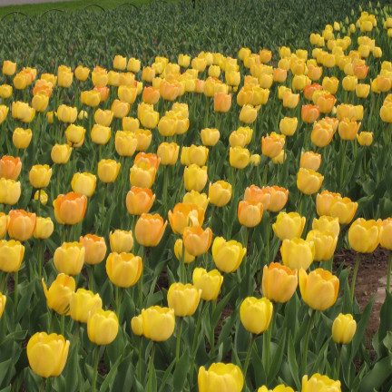 CEB7 TULPE GELB ENGEL BLUME ZWIEBEL 50PCS.
