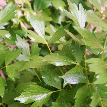 Z3017 LIEBSTÖCKEL GARTEN KRÄUTER SAMEN MEHRJÄHRIGE GEWÜRZ AROMATISCH MAGI 1G