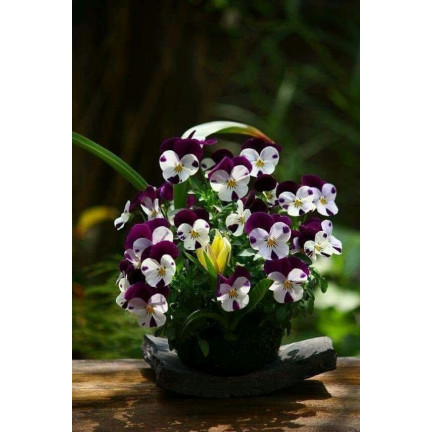 R9985 HORNVIOLETT DREIFARBIG JOHNY JUMP UP 0.3G SAMEN
