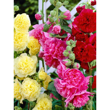 R2825 GARTENMALVE VOLLMISCHUNG 1G MALVENSAMEN
