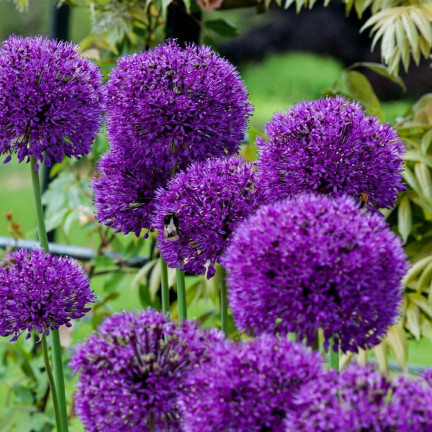 CEB23 CZOSNEK GIGANT OZDOBNY CEBULKI CZOSNKU CEBULKA alium PURPLE RAIN 5szt 12/14