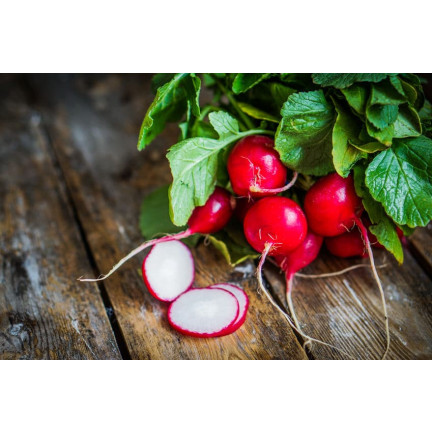 W1194 RADIESCHENSAMEN CARMEN ROT FRÜH MILD NICHT GESCHÄLT 10G