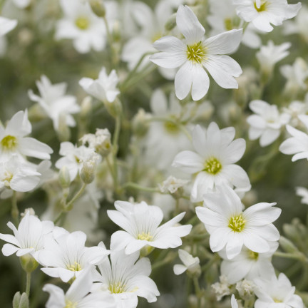 R4584 GYPSOPHILA WEISS 1G GYPSOPHILA SAMEN BLUMEN FÜR BLUMENBEETE STEINGÄRTEN