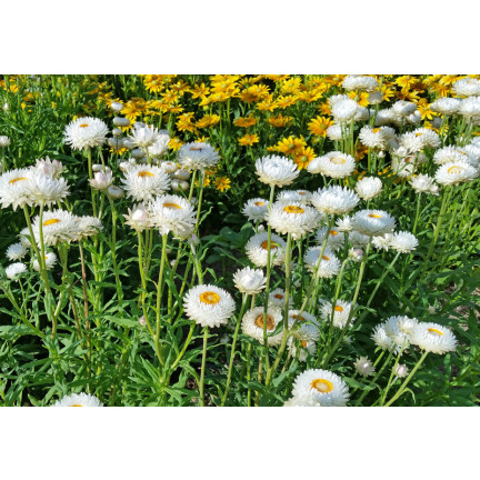 R4126 Weiße Decke Garten Blumen Samen Toraf 0.5g