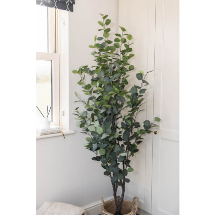 R6083 Toraf 10pcs Eukalyptus richtige Samen Immergrüner Baum Ätherische Öle Sträuße