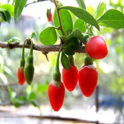 R2123 GOJI BERRIES frosthart scharlachrot gesunde Früchte dornig