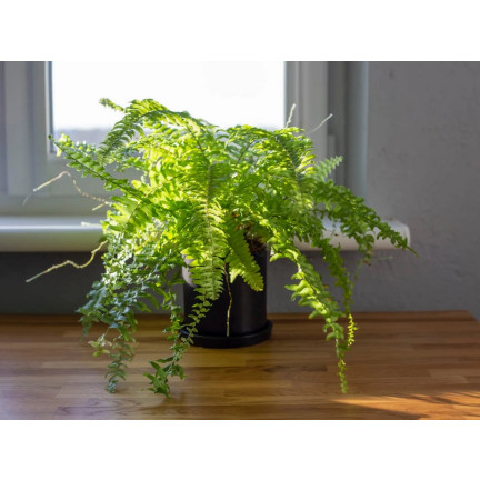 Zemina pro kapradiny, rostlinný substrát obohacený hnojivem, optimální složení, dobré proudění vzduchu, Biovita 5l