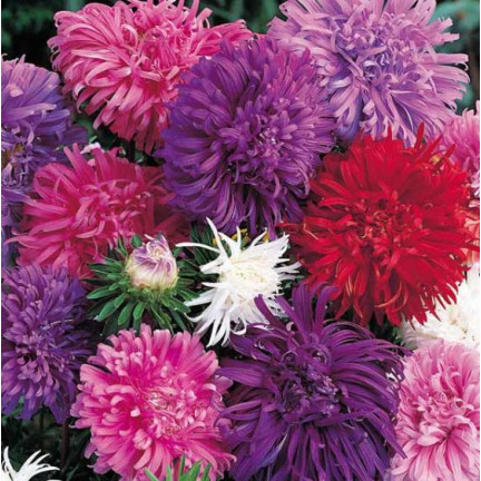 R2046 ASTER PEONIOWY WYSOKI MIX PEŁNE RÓŻNOBARWNE KWATY JEDNOROCZNE 1G