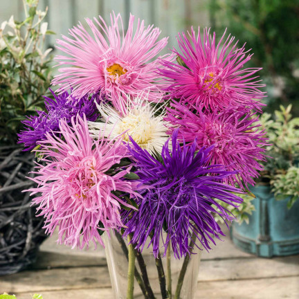 R0425 NEEDLE ASTER TALL MIX COLOR 1 GR SAMEN SCHNITTBLUMEN UND BLUMENBEETE