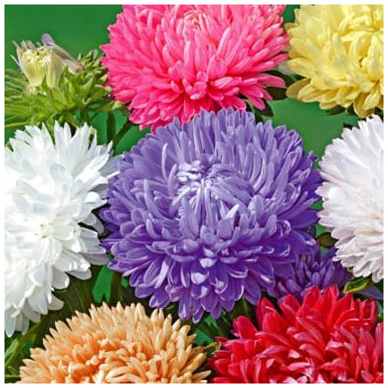 R2046 ASTER PEONIOWY WYSOKI MIX PEŁNE RÓŻNOBARWNE KWATY JEDNOROCZNE 1G