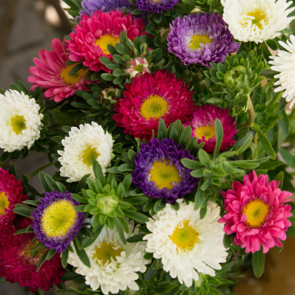 R0371 ZWERG-ASTER-MIX 1G SAMEN SAATGUT-MIX ASTRA FÜR BLUMENBEETE