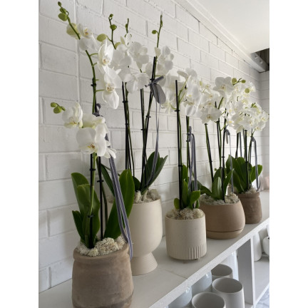BIO8 NATÜRLICHES ORCHIDEENZUCHTMEDIUM 3L BIOVITA