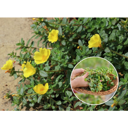 W1768 PORTULAKA WARZYWNA NASIONA 1G TORAF SMACZNA ZROWA SUPERFOOD OMEGA-3