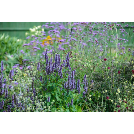 M5017 ANTI-SCHNECKEN-MISCHBAND 7M SAMEN AUF BAND BLUMEN GEGEN SCHNECKEN