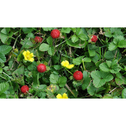 W1181 ERDBEERSAMEN RUGIA FRUCHTBAR SAFTIGE FRUCHT SÜSSESTE 0.2G